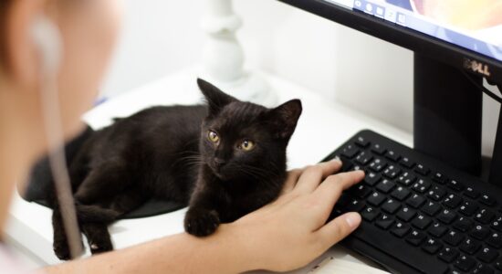 La classifica delle razze di gatto più socievoli