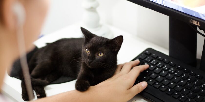 La classifica delle razze di gatto più socievoli