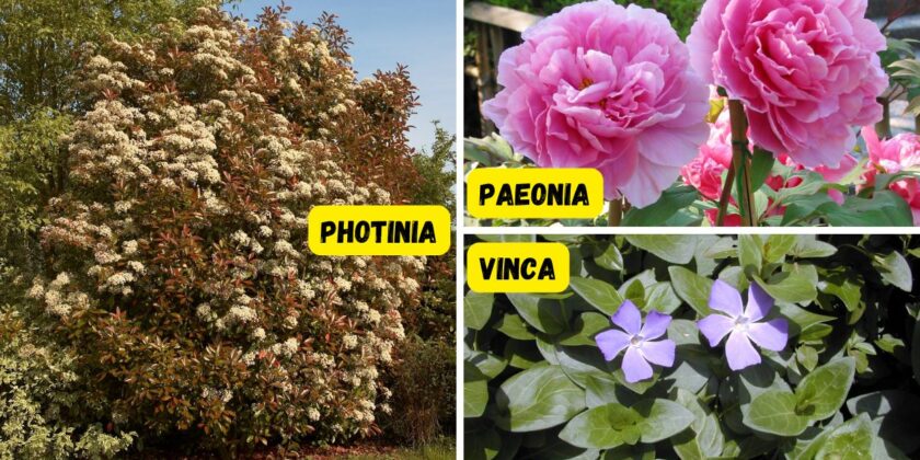 Le 3 piante più resistenti e con fiori belli colorati