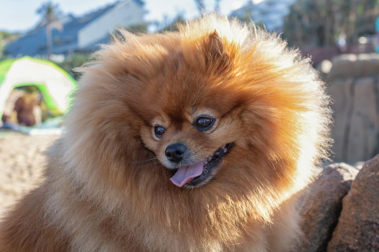 Mela è uno Spitz di Pomerania-proiezionidiborsa.it