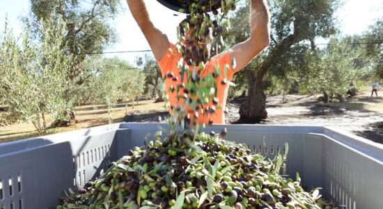 Olio verde di Calabria in primavera