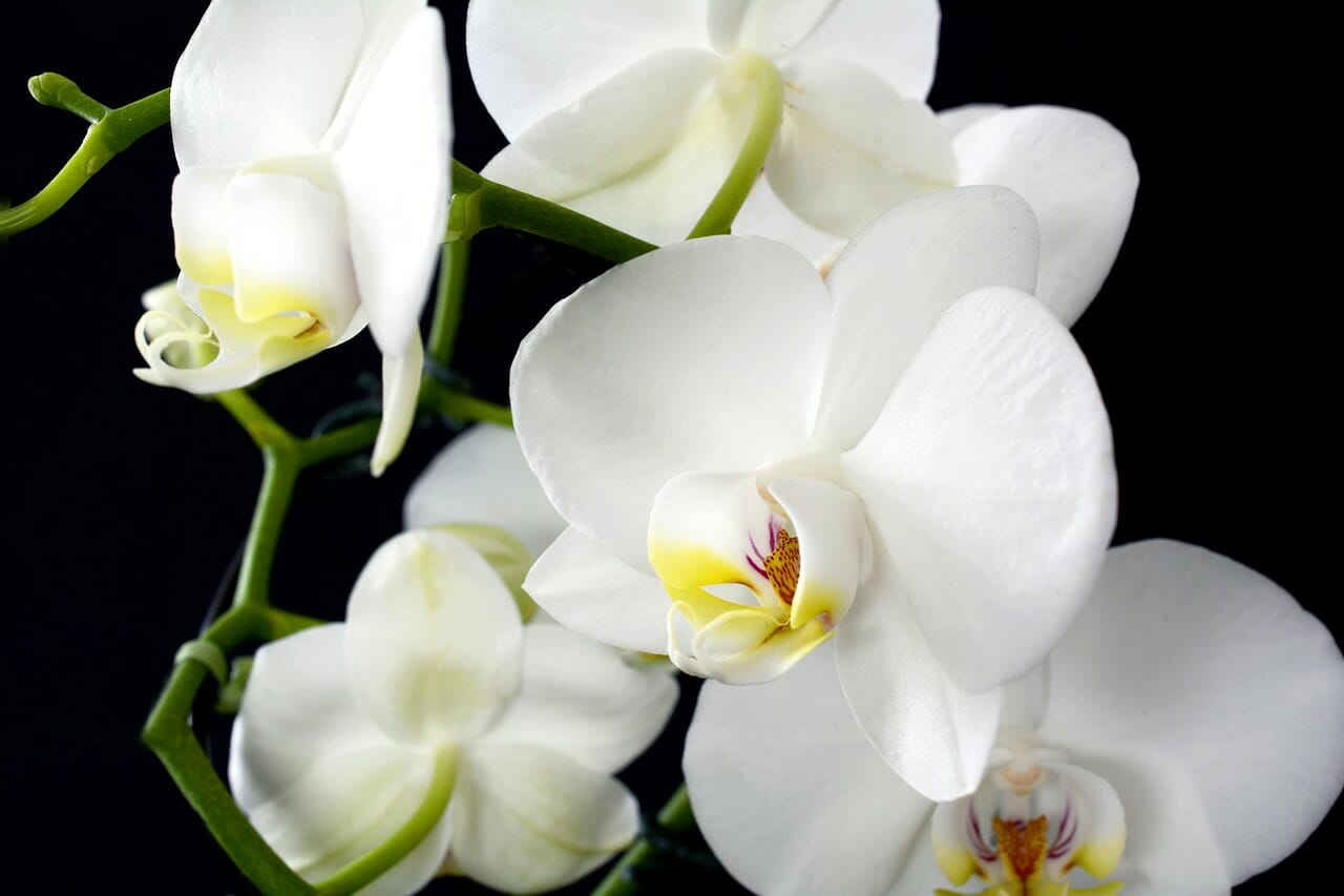 Orchidea