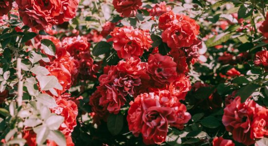 Piante di rose, ecco come avere una fioritura spettacolare