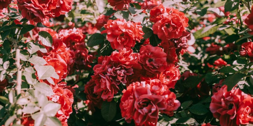 Piante di rose, ecco come avere una fioritura spettacolare