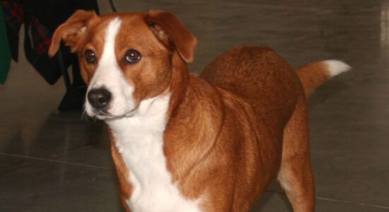 Il Pinscher Austriaco è un cane molto dolce e leale