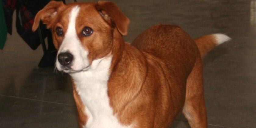 Il Pinscher Austriaco è un cane molto dolce e leale