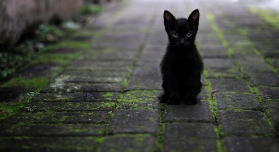 Pipì di gatto, il migliore prodotto da usare