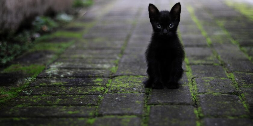 Pipì di gatto, il migliore prodotto da usare