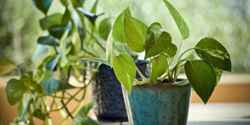 Pothos pieno e rigoglioso in poche mosse