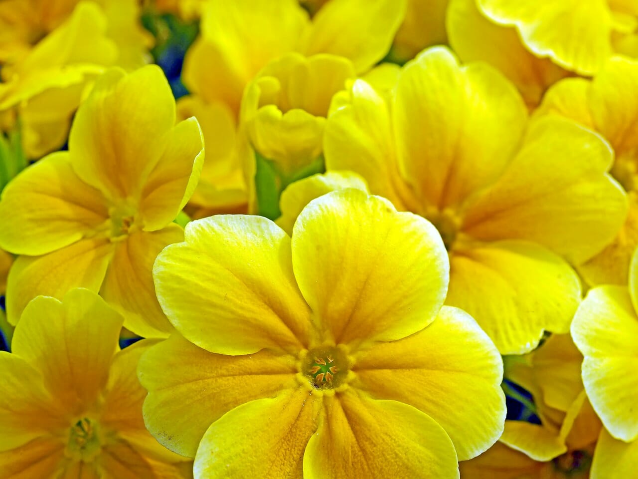 Primula