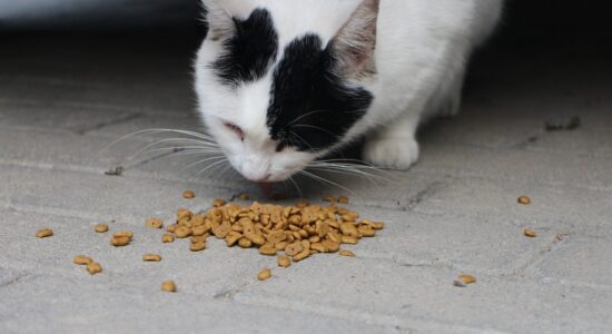 Quale cibo scegliere per il gatto