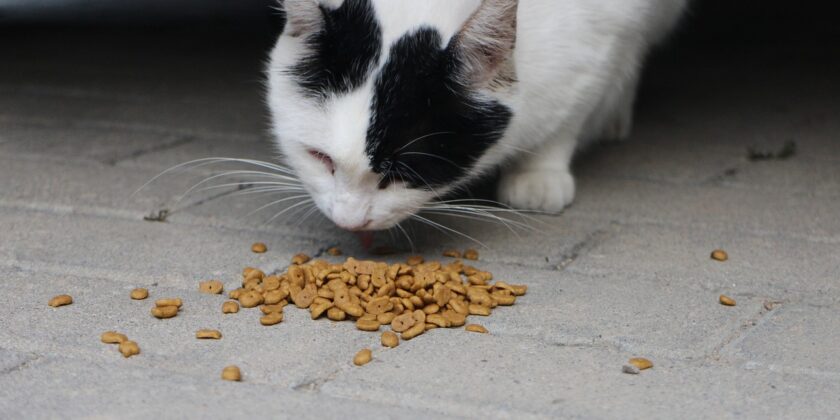 Quale cibo scegliere per il gatto