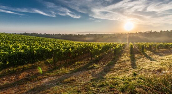 Terreni agricoli agevolati domanda in scadenza