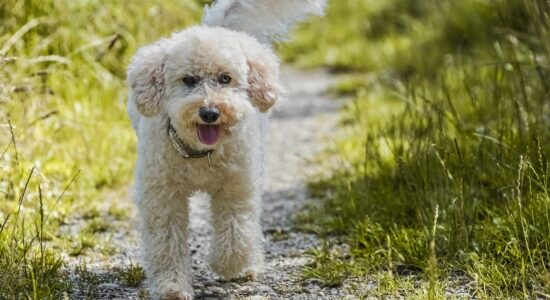 Il barboncino è il cane più amato dalle donne dello spettacolo
