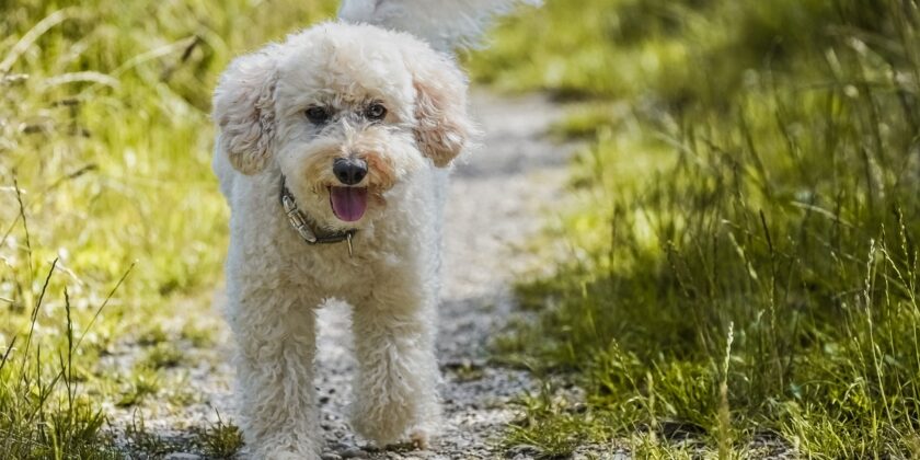 Il barboncino è il cane più amato dalle donne dello spettacolo