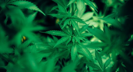 La cannabis fa male o fa bene?