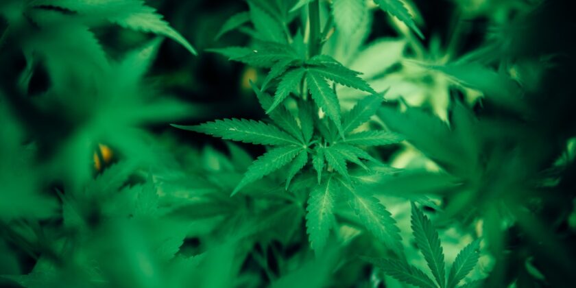 La cannabis fa male o fa bene?