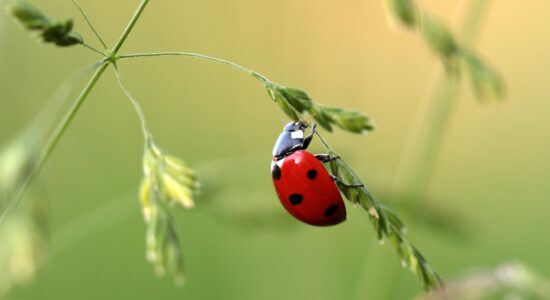 La coccinella è un animale non solo portafortuna, ma molto utile per l'agricoltura