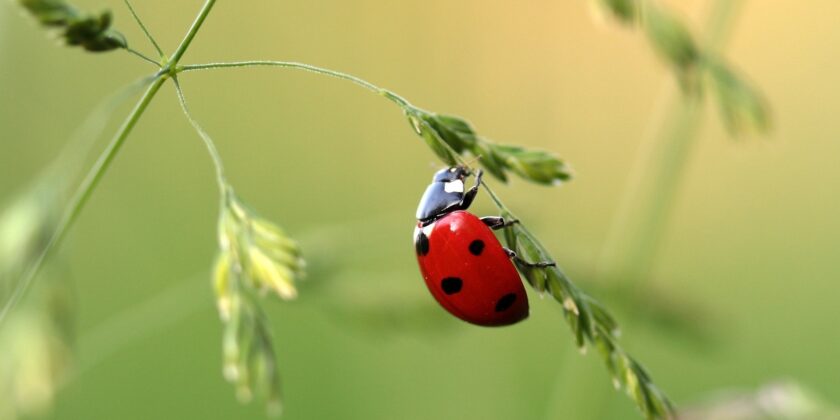 La coccinella è un animale non solo portafortuna, ma molto utile per l'agricoltura