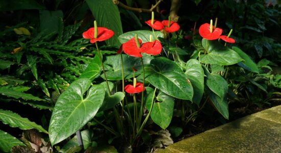 L'anthurium è il fiore della primavera 2023