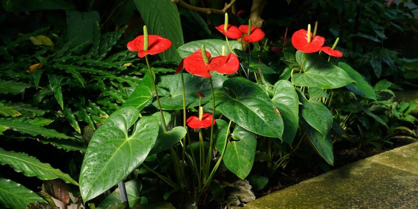 L'anthurium è il fiore della primavera 2023