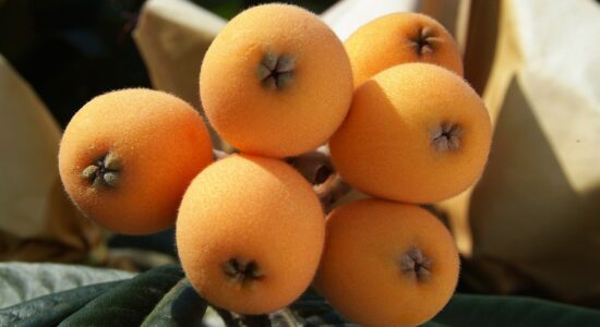 È questo il frutto da mangiare se non si vuole avere il colesterolo alto-proiezionidiborsa.it