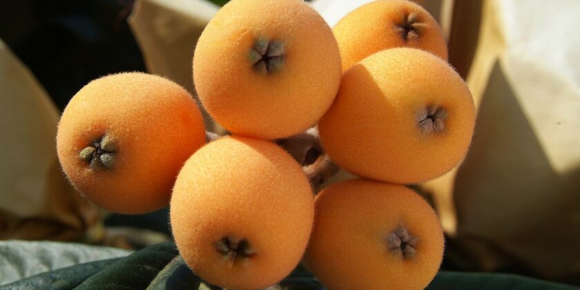 È questo il frutto da mangiare se non si vuole avere il colesterolo alto-proiezionidiborsa.it