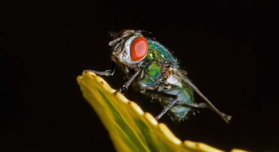 La pianta strabiliante che tiene lontano mosche e cimici-proiezionidiborsa.it