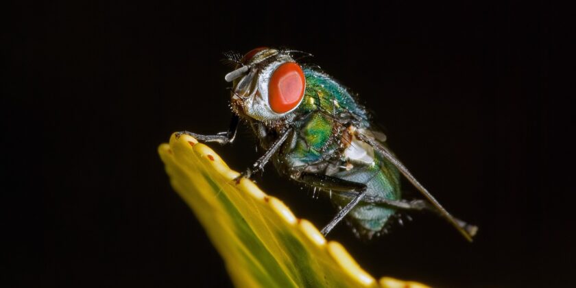 La pianta strabiliante che tiene lontano mosche e cimici-proiezionidiborsa.it