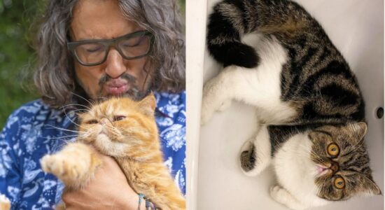 La razza di gatti di Alessandro Borghese