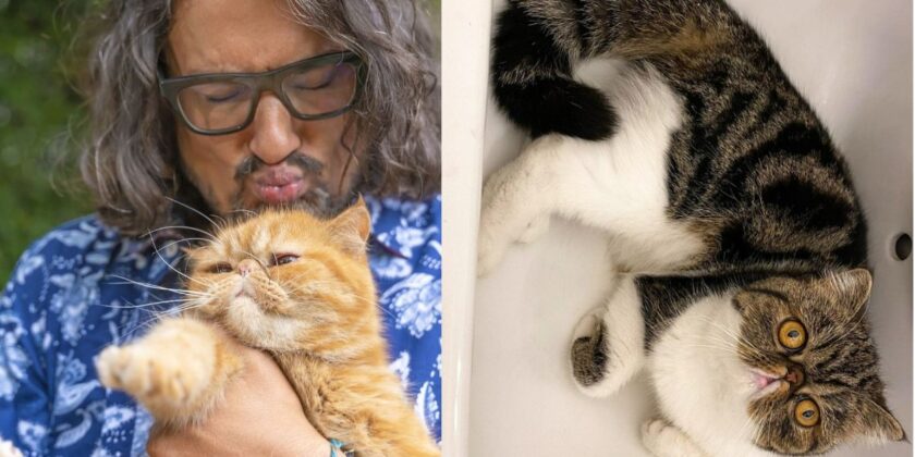 La razza di gatti di Alessandro Borghese