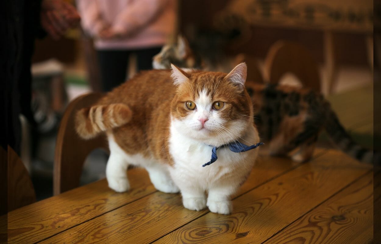 Munchkin-foto da wikipedia