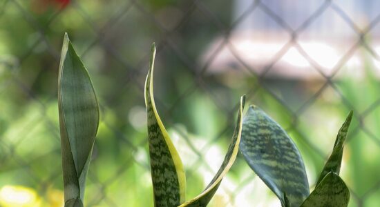 Oltre alla Sansevieria ecco le piante che arredano e purificano l'aria di casa-Sansevieria-proiezionidiborsa.it