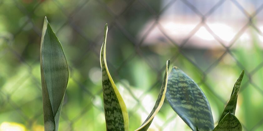 Oltre alla Sansevieria ecco le piante che arredano e purificano l'aria di casa-Sansevieria-proiezionidiborsa.it