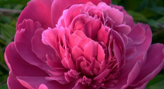 Piante da mettere sul balcone ora per una fioritura pazzesca