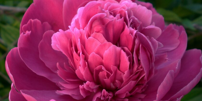 Piante da mettere sul balcone ora per una fioritura pazzesca