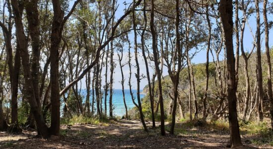 Profuma di pino selvatico e di corbezzolo la spiaggia di tendenza dell’estate-Cala Violina-proiezionidiborsa.it
