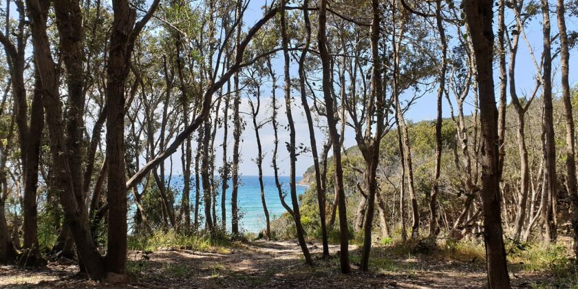 Profuma di pino selvatico e di corbezzolo la spiaggia di tendenza dell’estate-Cala Violina-proiezionidiborsa.it