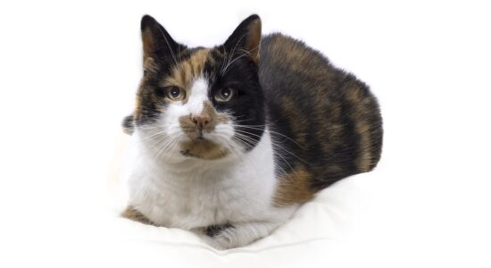 Se hai questo gatto puoi essere ricco e felice-gatto tartarugato
