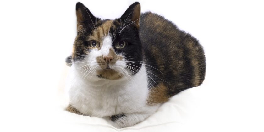 Se hai questo gatto puoi essere ricco e felice-gatto tartarugato