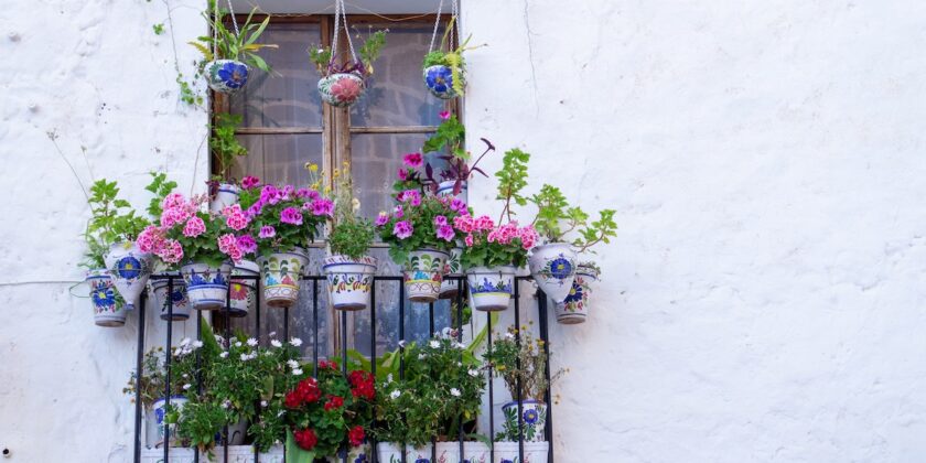 Balcone coloratissimo con queste 2 piante primaverili