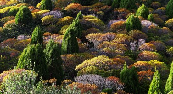 Balconi e giardini mediterranei