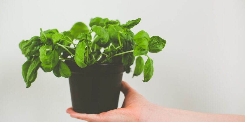 Basilico in vaso, ecco come far durare più a lungo le piante del supermercato