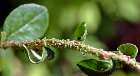 Basta afidi, cocciniglie e altri parassiti sulle nostre piante-proiezionidiborsa.it