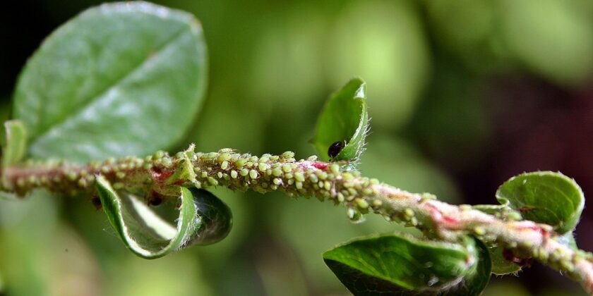 Basta afidi, cocciniglie e altri parassiti sulle nostre piante-proiezionidiborsa.it