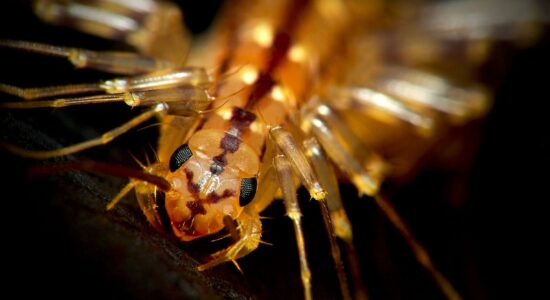 Blatte, scutigere e zanzare ci invadono la casa