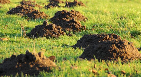 Come allontanare tassi e talpe-proiezionidiborsa.it