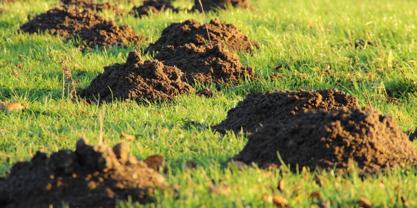 Come allontanare tassi e talpe-proiezionidiborsa.it