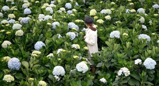 Come cambiare il colore delle ortensie-proiezionidiborsa.it
