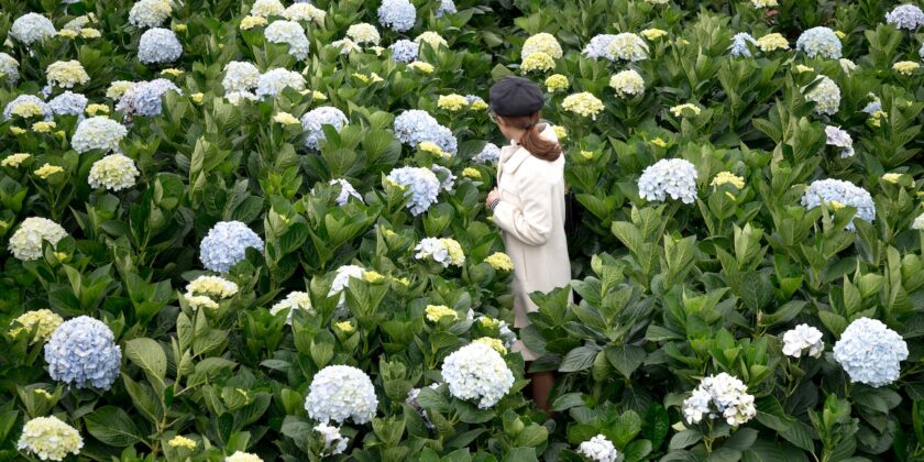 Come cambiare il colore delle ortensie-proiezionidiborsa.it